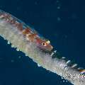 Large whip goby (Bryaninops amplus)