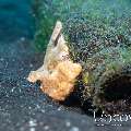 Painted Frogfish (Antennarius Pictus)