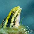 Shorthead fangblenny (Petroscirtes breviceps), photo taken in Indonesia, North Sulawesi, Lembeh Strait, TK 3