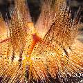 Fire Seaurchin (Astropyga radiata), photo taken in Indonesia, North Sulawesi, Lembeh Strait, TK 3