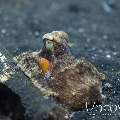 Coconut Octopus (Amphioctopus Marginatus)