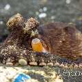 Coconut octopus (Amphioctopus marginatus), photo taken in Indonesia, North Sulawesi, Lembeh Strait, TK 3