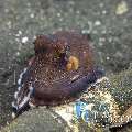 Coconut Octopus (Amphioctopus Marginatus)