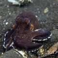 Coconut octopus (Amphioctopus marginatus), photo taken in Indonesia, North Sulawesi, Lembeh Strait, TK 3
