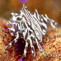 Zebra crab (Zebrida adamsii), photo taken in Indonesia, North Sulawesi, Lembeh Strait, TK 3