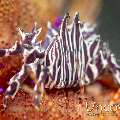 Zebra crab (Zebrida adamsii)