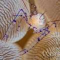 Bubble Coral Shrimp (Vir philippinensis)