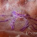 Hairy Squatlobster (Lauriea Siagiani)