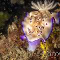 Nudibranch