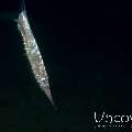 Grooved razorfish (Centriscus scutatus), photo taken in Indonesia, North Sulawesi, Lembeh Strait, Retak Larry