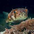 Pufferfish, photo taken in Indonesia, North Sulawesi, Lembeh Strait, Retak Larry