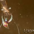 , photo taken in Indonesia, North Sulawesi, Lembeh Strait, Retak Larry