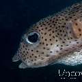 Porcupinefish (Diodon Hystrix)