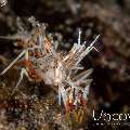 Tiger Shrimp (Phyllognathia ceratophthalma), photo taken in Indonesia, North Sulawesi, Lembeh Strait, Retak Larry