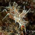 Tiger Shrimp (Phyllognathia Ceratophthalma)