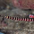 Banded Coral Shrimp (Stenopus Hispidus)