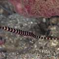 Banded Coral Shrimp (Stenopus Hispidus)