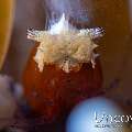 Mushroom coral shrimp (Cuapetes kororensis), photo taken in Indonesia, North Sulawesi, Lembeh Strait, Bronsel