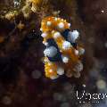 Nudibranch (Phyllidia ocellata), photo taken in Indonesia, North Sulawesi, Lembeh Strait, Bronsel