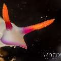 Nudibranch