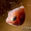 Puffer Filefish (Brachaluteres Taylori)