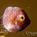 Puffer Filefish (Brachaluteres taylori)