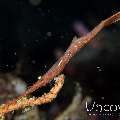 Ocellated tozeuma shrimp (Tozeuma lanceolatum), photo taken in Indonesia, North Sulawesi, Lembeh Strait, Bronsel