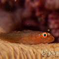 , photo taken in Indonesia, North Sulawesi, Lembeh Strait, Bronsel