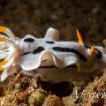 Nudibranch