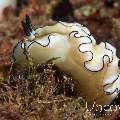 Nudibranch (Doriprismatica atromarginata), photo taken in Indonesia, North Sulawesi, Lembeh Strait, Bronsel