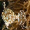 Radial Filefish (Acreichthys radiatus), photo taken in Indonesia, North Sulawesi, Lembeh Strait, Bronsel