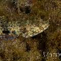 Reef Lizardfish (Synodus Variegatus)