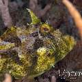 , photo taken in Indonesia, North Sulawesi, Lembeh Strait, Police Pier