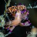 Nudibranch (Flabellina Sp.), photo taken in Indonesia, North Sulawesi, Lembeh Strait, Police Pier