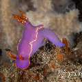 Nudibranch