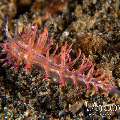 Nudibranch