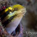 Shorthead fangblenny (Petroscirtes breviceps), photo taken in Indonesia, North Sulawesi, Lembeh Strait, Police Pier