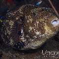 Map Puffer (Arothron mappa), photo taken in Indonesia, North Sulawesi, Lembeh Strait, Police Pier