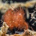 Hairy shrimp (Phycocaris simulans), photo taken in Indonesia, North Sulawesi, Lembeh Strait, Police Pier