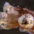 Pygmy Cuttlefish (Sepia bandensis), photo taken in Indonesia, North Sulawesi, Lembeh Strait, Police Pier