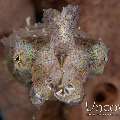 , photo taken in Indonesia, North Sulawesi, Lembeh Strait, Police Pier