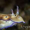 Nudibranch