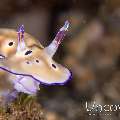 Nudibranch (Gonibranchus leopardus), photo taken in Indonesia, North Sulawesi, Lembeh Strait, Police Pier