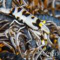 Black & white crinoid shrimp (Laomenes albonigrus), photo taken in Indonesia, North Sulawesi, Lembeh Strait, Goby a Crab