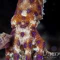 Blue Ring Octopus (Hapalochlaena lunulata), photo taken in Indonesia, North Sulawesi, Lembeh Strait, Goby a Crab