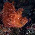 Paddleflap scorpionfish (Rhinopias eschmeyeri)