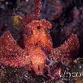 Paddleflap scorpionfish (Rhinopias eschmeyeri)