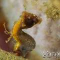 Pontohi Pygmy Sea Horse (Hippocampus Pontohi)