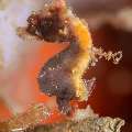 Pontohi Pygmy Sea Horse (Hippocampus Pontohi)