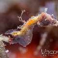 Pontohi Pygmy Sea Horse (Hippocampus pontohi)